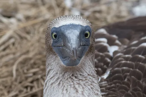 Blue-footed booby portrait, Isla de la Plata, Ecuador — Nicolas Marincic