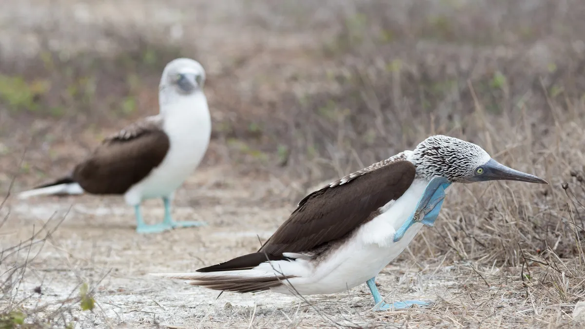 Two blue-footed boobies, Isla de la Plata, Ecuador — Nicolas Marincic