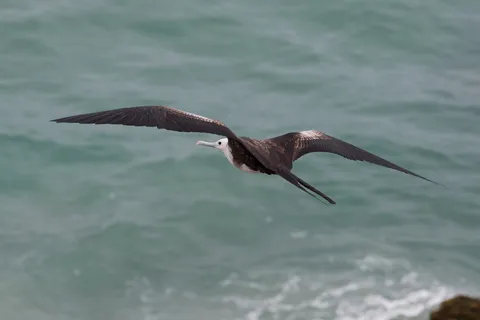 Frigatebird in flight, Isla de la Plata, Ecuador — Nicolas Marincic
