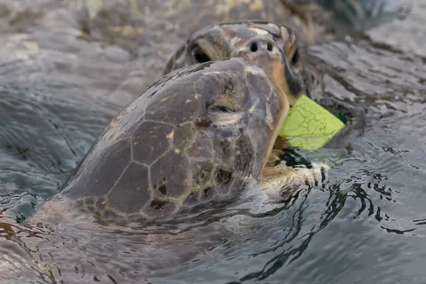 Green sea turtle surfacing, Isla de la Plata, Ecuador — Nicolas Marincic