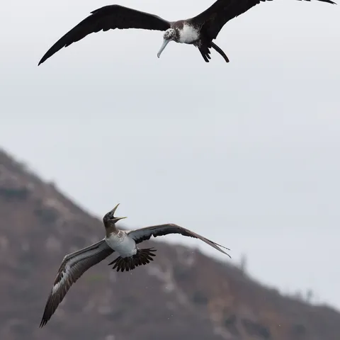 Frigatebird chasing a booby, Isla de la Plata, Ecuador — Nicolas Marincic