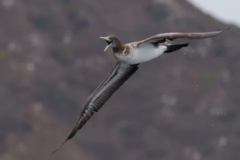 Booby in flight, Isla de la Plata, Ecuador — Nicolas Marincic