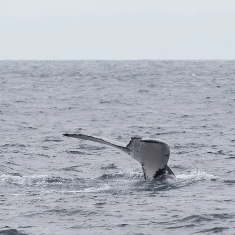 Humpback whale tail off Puerto López, Ecuador — Nicolas Marincic