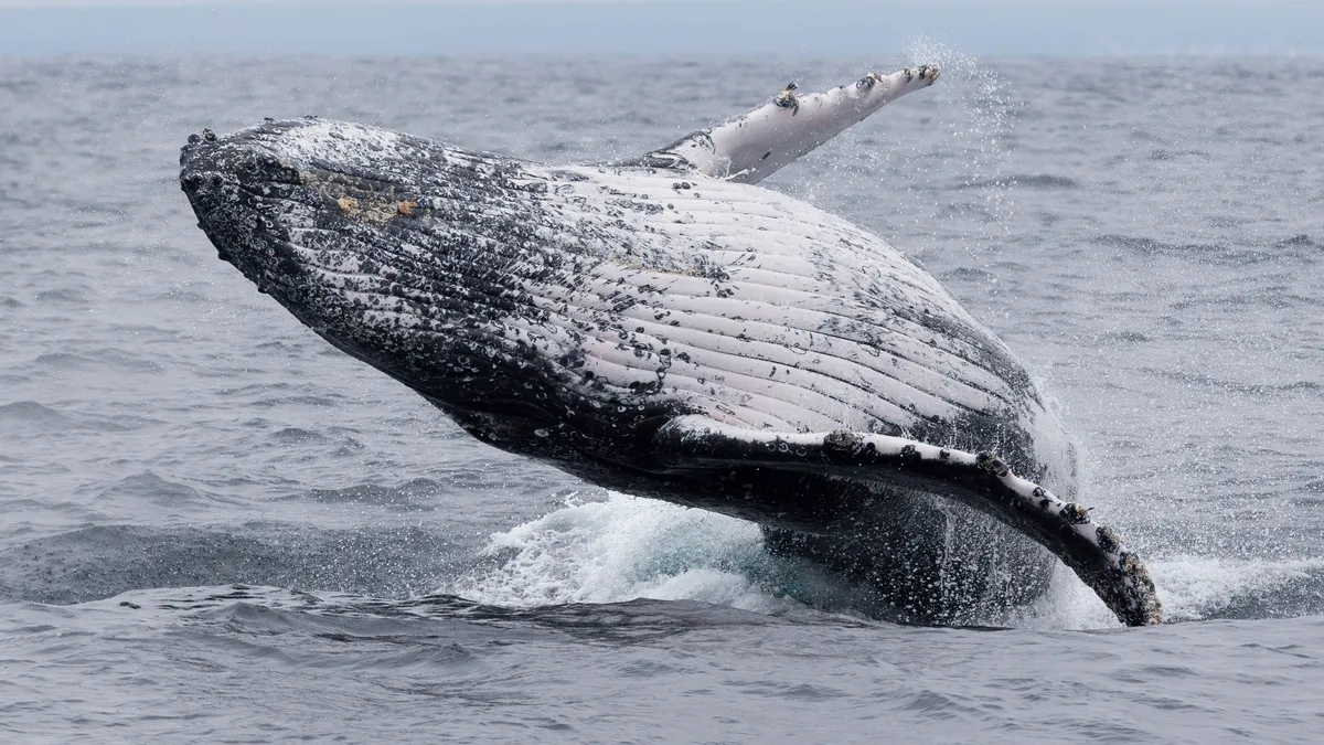 Humpback whale breaching off Puerto López, Ecuador — Nicolas Marincic