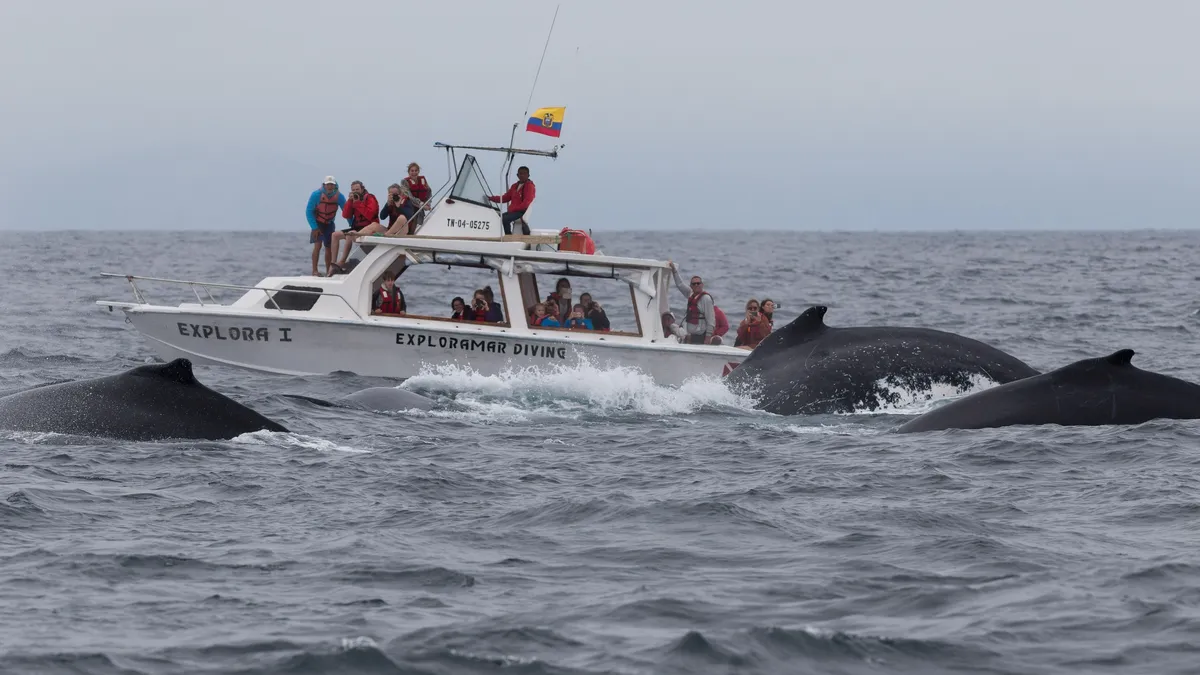 Humpback whales beside a boat off Puerto López, Ecuador — Nicolas Marincic
