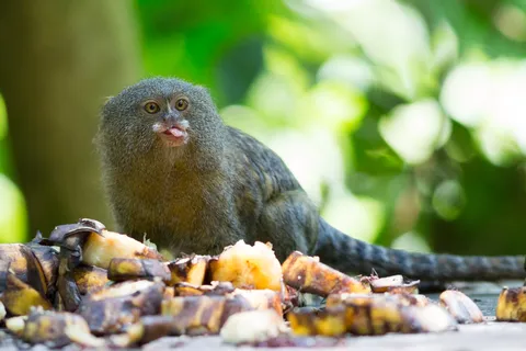 Pygmy marmoset sticking out its tongue near Iquitos, Peru — Nicolas Marincic