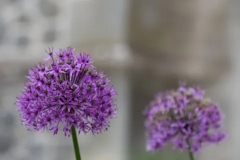 Allium heads in a Kent garden, United Kingdom — Nicolas Marincic