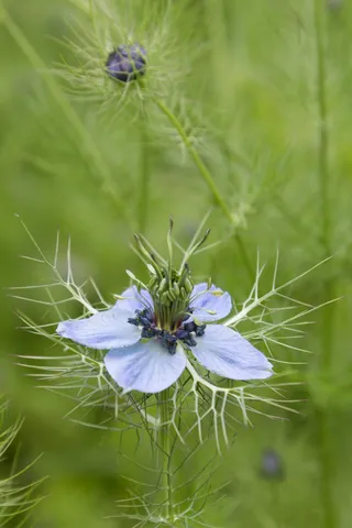 Love-in-a-mist flower, Kent, United Kingdom — Nicolas Marincic