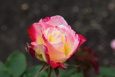 Pink and yellow rose, Kent, United Kingdom — Nicolas Marincic