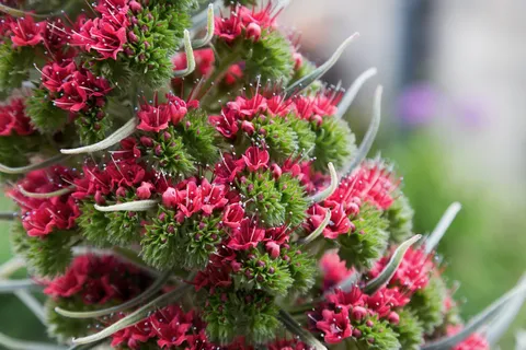Red echium spikes, United Kingdom — Nicolas Marincic