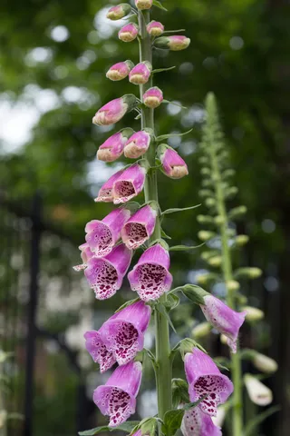 Foxglove spire, Kent, United Kingdom — Nicolas Marincic