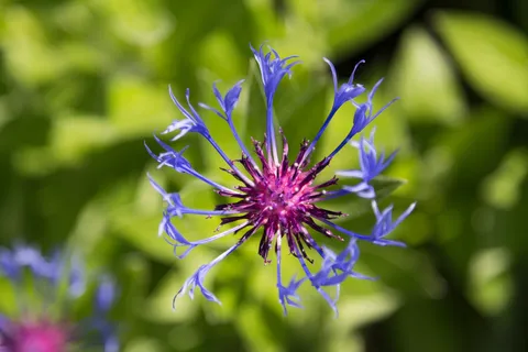 Perennial cornflower, Rye, United Kingdom — Nicolas Marincic