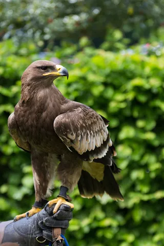 Steppe eagle on the falconer’s glove, Leeds Castle, United Kingdom — Nicolas Marincic