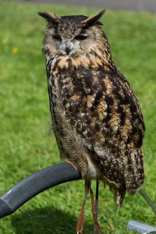 Eurasian eagle-owl at a falconry display, United Kingdom — Nicolas Marincic
