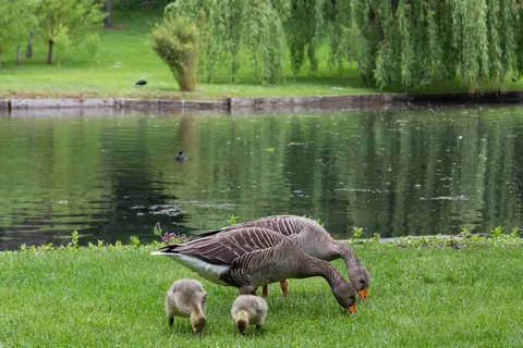 Greylag goose with goslings, Leeds Castle, United Kingdom — Nicolas Marincic
