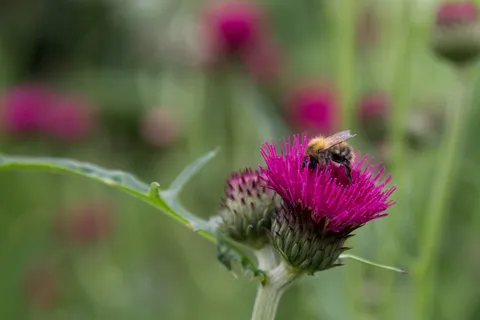 Bumblebee on a thistle, Kent garden, United Kingdom — Nicolas Marincic