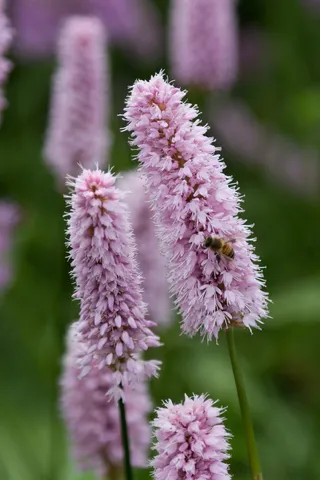 Bistort spikes, Kent garden, United Kingdom — Nicolas Marincic