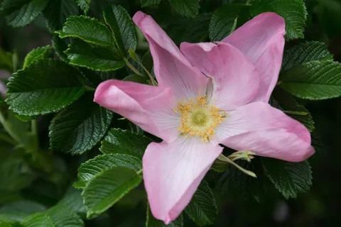 Wild rose among the leaves, United Kingdom — Nicolas Marincic