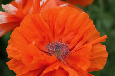 Oriental poppy, Kent garden, United Kingdom — Nicolas Marincic