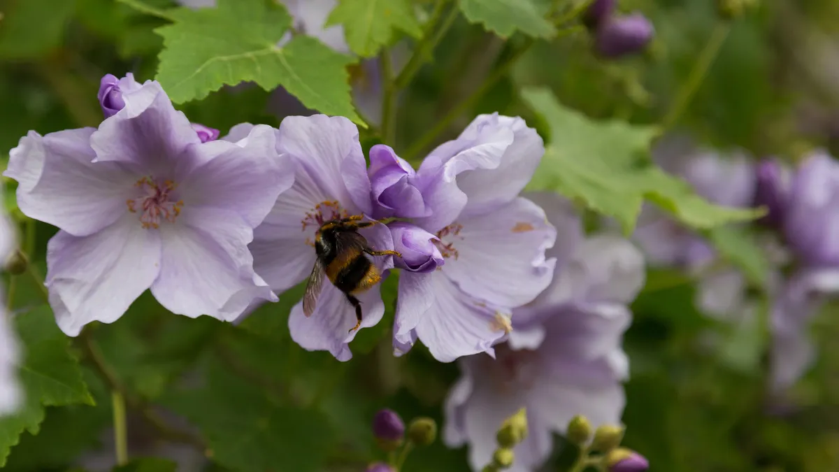 Bumblebee on mallow flowers, United Kingdom — Nicolas Marincic