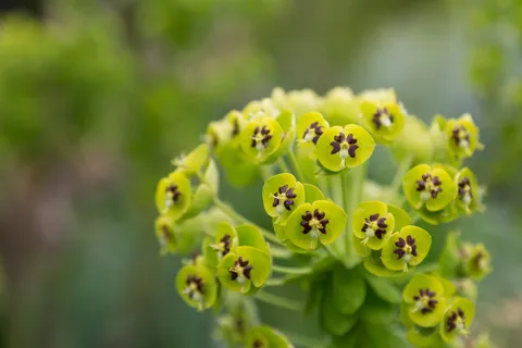 Euphorbia bracts, Kent garden, United Kingdom — Nicolas Marincic