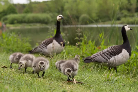 Barnacle geese with goslings, Leeds Castle, United Kingdom — Nicolas Marincic