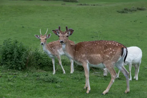 Fallow deer in a Kent park, United Kingdom — Nicolas Marincic