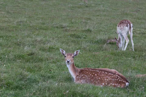 Fallow deer fawn lying in the grass, United Kingdom — Nicolas Marincic