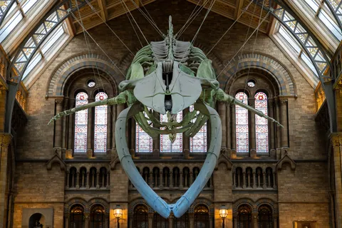 Squelette de baleine bleue, Natural History Museum, Royaume-Uni — Nicolas Marincic
