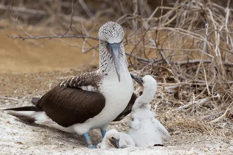 Blue-footed booby with its chick, Ecuador — Nicolas Marincic