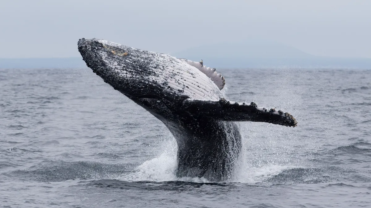 Humpback whale breaching, Ecuador — Nicolas Marincic