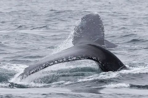 Humpback whale diving in the Pacific, Ecuador — Nicolas Marincic