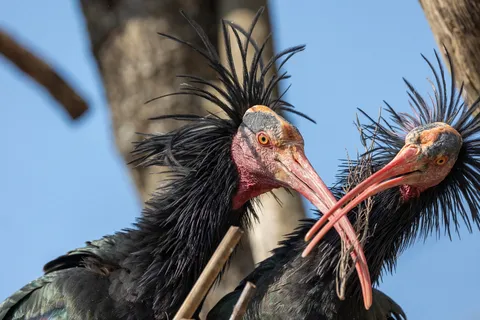 Northern bald ibises, France — Nicolas Marincic