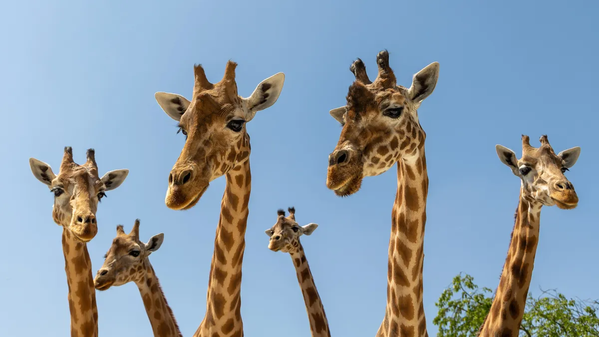 Giraffe heads against a blue sky, France — Nicolas Marincic