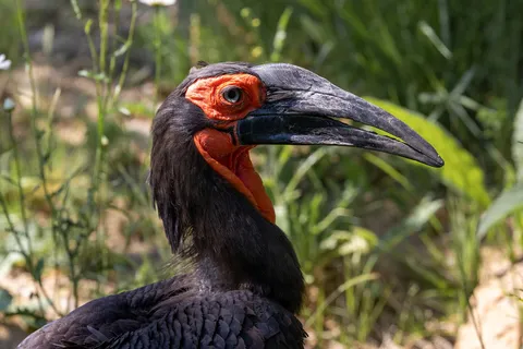 Southern ground hornbill, France — Nicolas Marincic