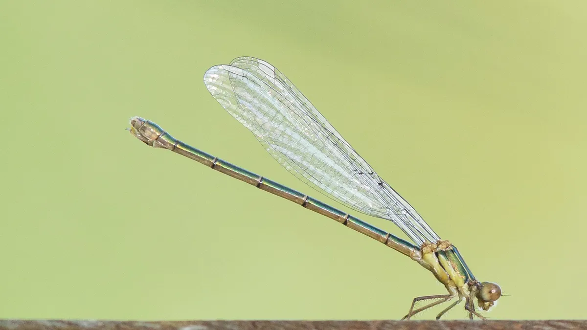 Damselfly, France — Nicolas Marincic