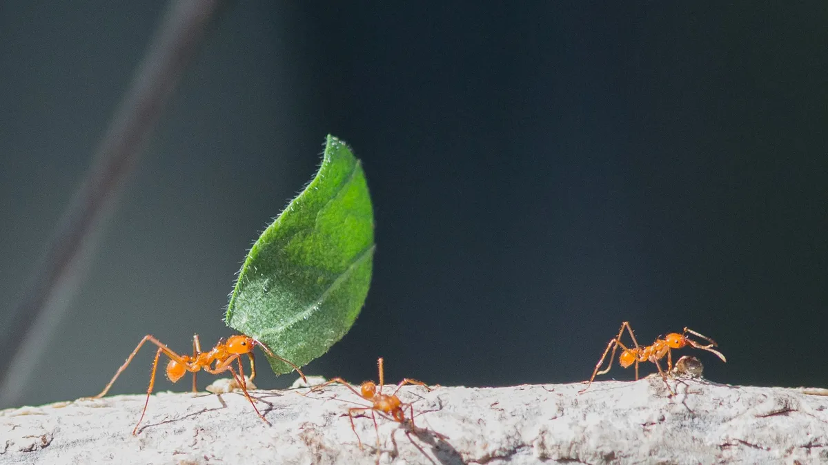 Leafcutter ants at work, France — Nicolas Marincic