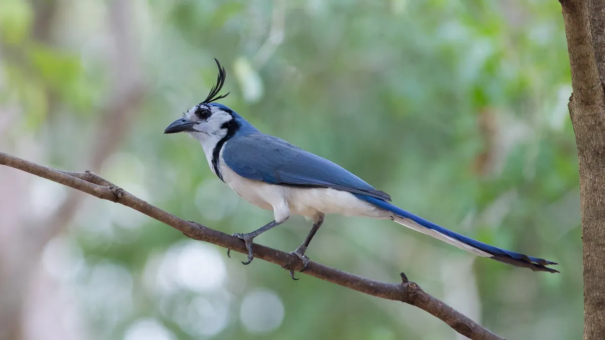 White-throated magpie-jay, Honduras — Nicolas Marincic