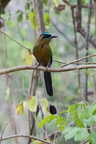 Motmot, Honduras — Nicolas Marincic