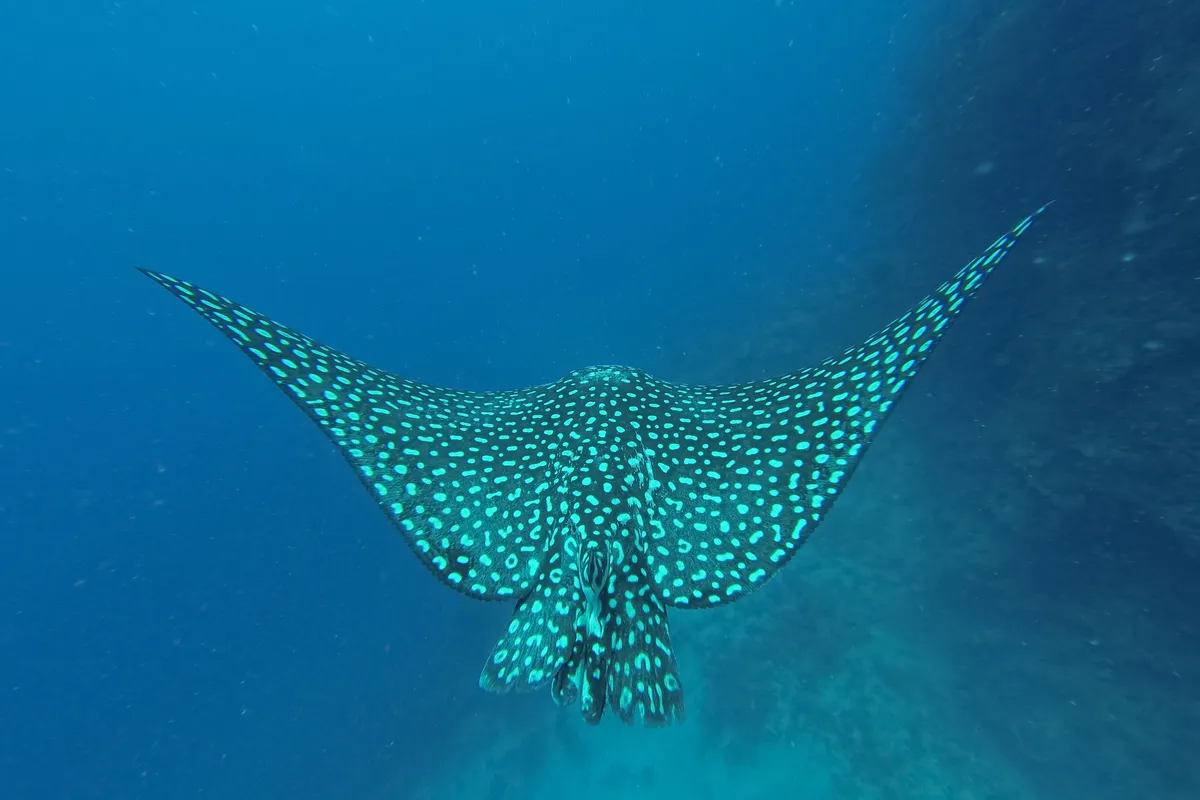 Spotted eagle ray, Honduras — Nicolas Marincic