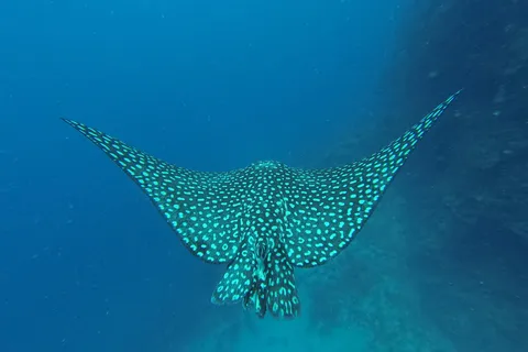 Spotted eagle ray, Honduras — Nicolas Marincic