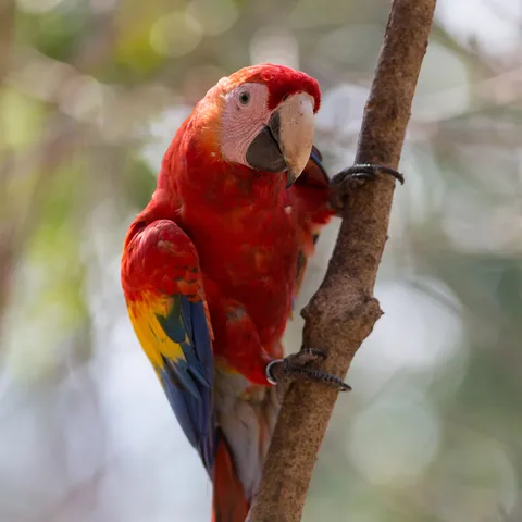 Scarlet macaw, Honduras — Nicolas Marincic
