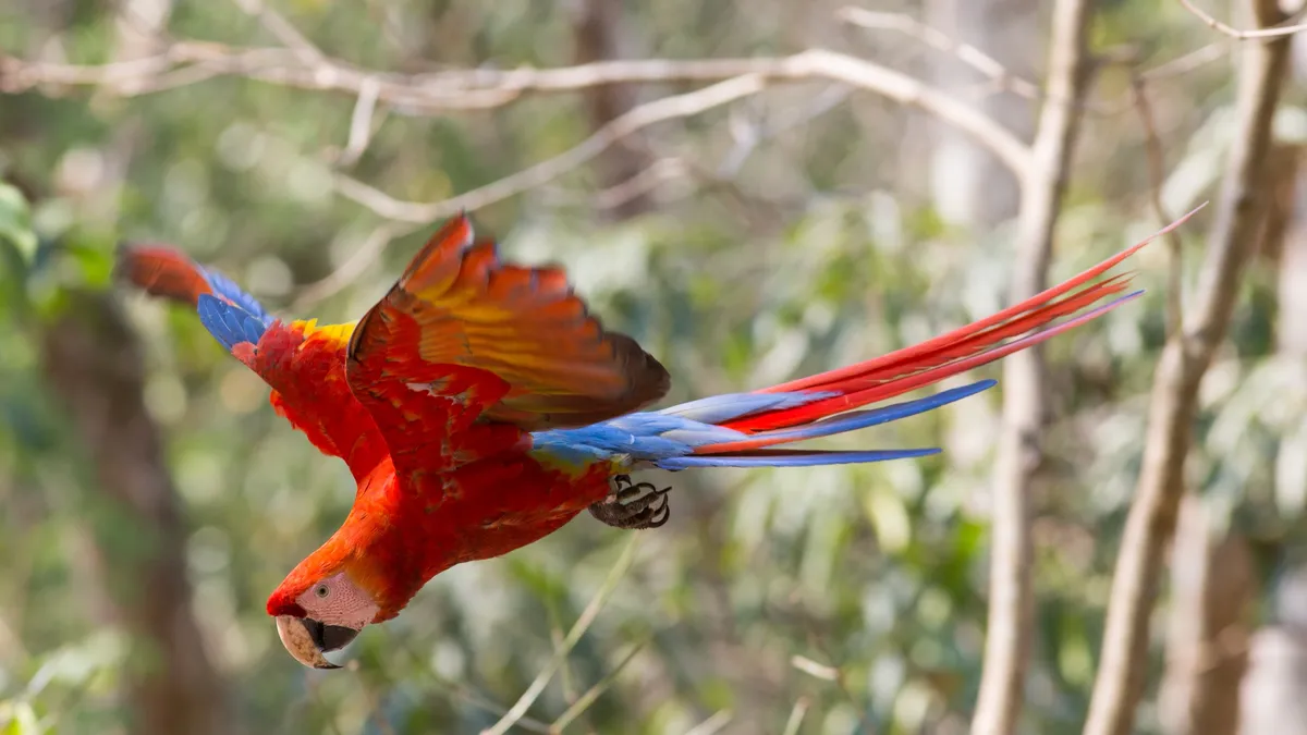 Scarlet macaw in flight, Honduras — Nicolas Marincic