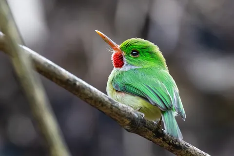 Jamaican tody, Jamaica — Nicolas Marincic