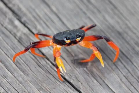 Orange-legged crab on weathered wood, Jamaica — Nicolas Marincic