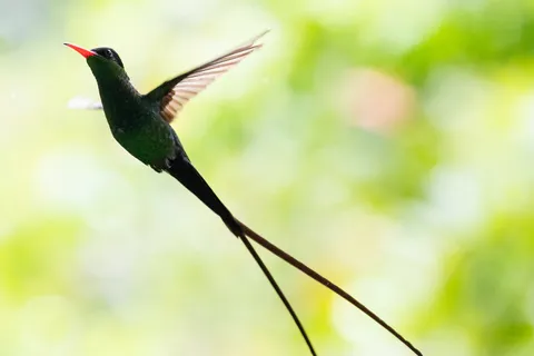 Red-billed streamertail in flight, the national bird, Jamaica — Nicolas Marincic