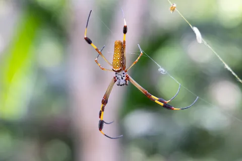 Golden silk orb-weaver, Jamaica — Nicolas Marincic