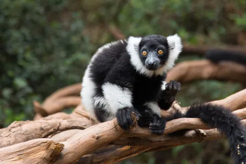 Black-and-white ruffed lemur, Madagascar — Nicolas Marincic