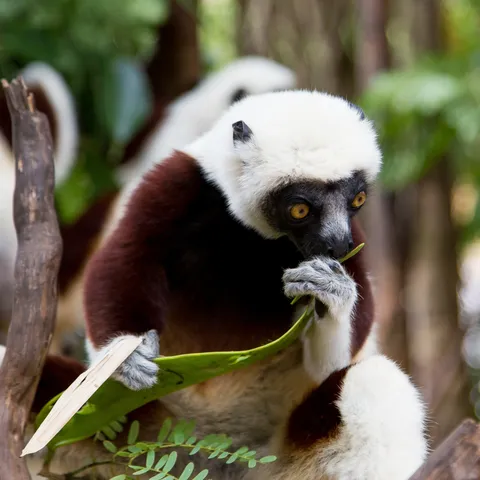 Coquerel’s sifaka nibbling a leaf, Madagascar — Nicolas Marincic