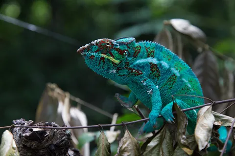 Panther chameleon, Madagascar — Nicolas Marincic